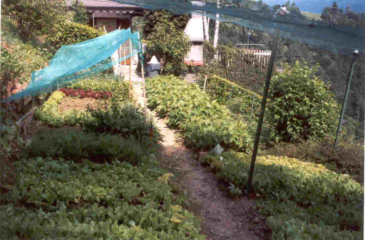 SgnaccaOrto
