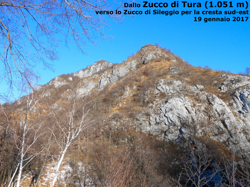 Zucco di Tura